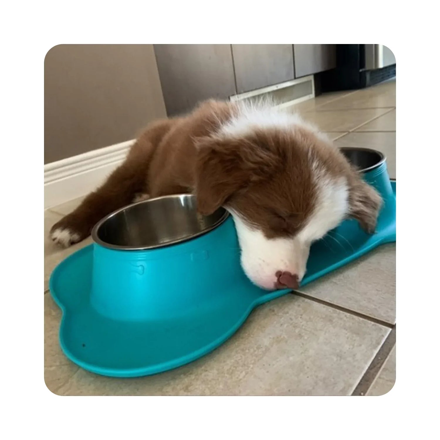 Dog Bowls