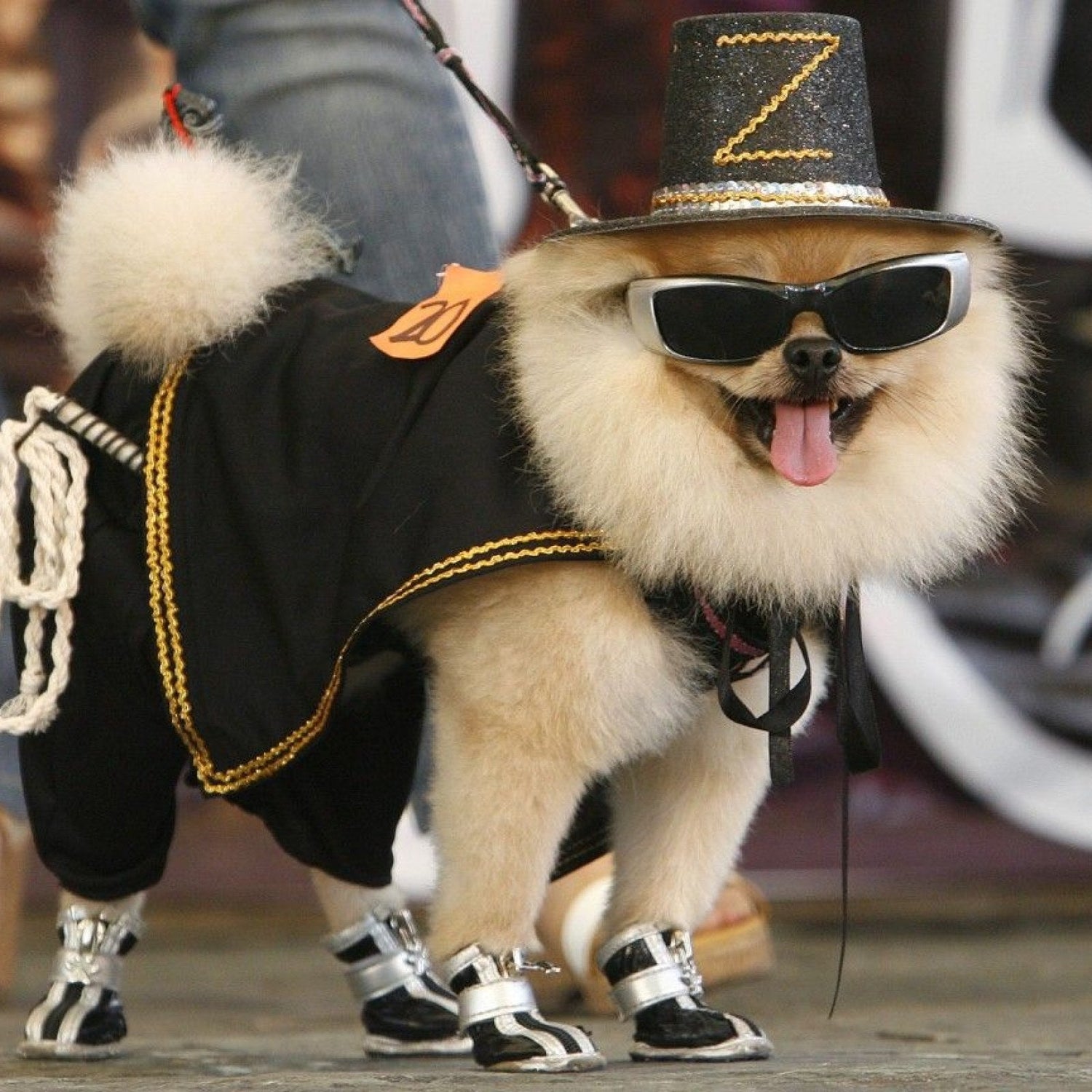 Dog Costumes