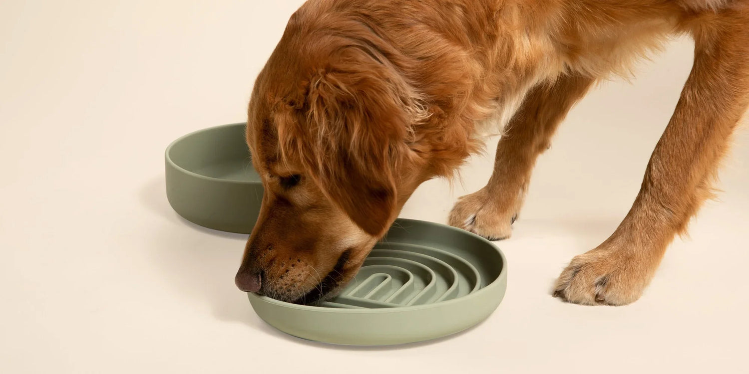Pet Bowls And Feeding