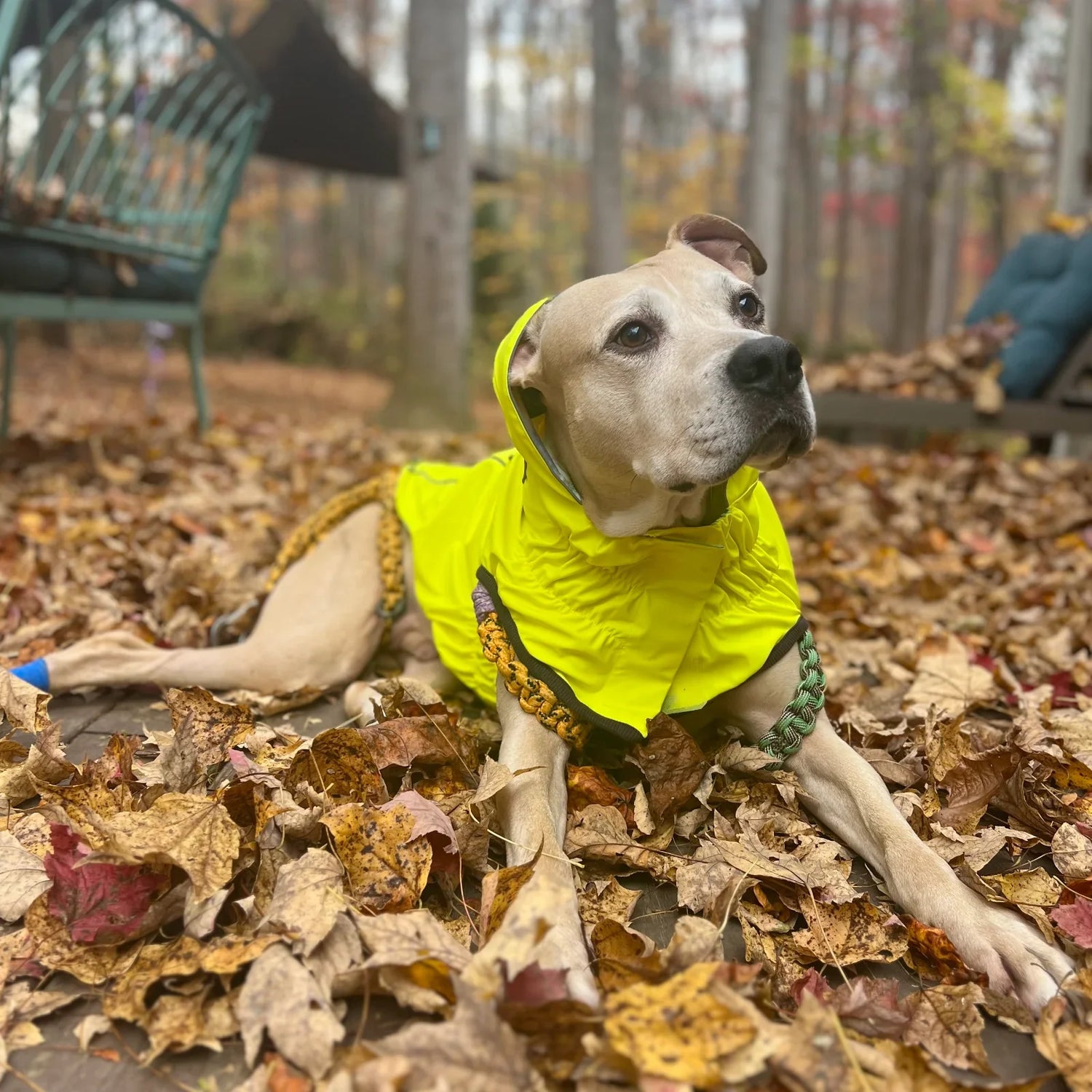 Pet Raincoats