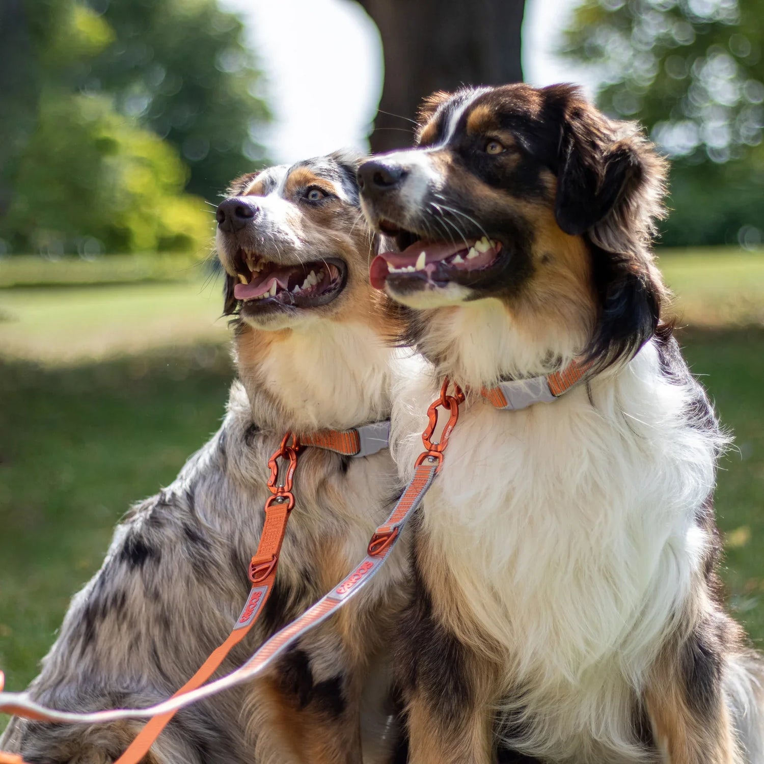 Collars And Leashes